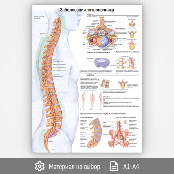 ������ ������������ ������������ (���-43, 1 ����)